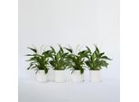Giglio Della Pace – 4 Piante – Spathiphyllum 'Lima' – Altezza 60–75 Cm – ⌀12 Cm – Piante Da Interno Che Purificano L'aria Con Fiori Bianchi – Piante Di Spathiphyllum Facili Da Curare Per La Casa E L'ufficio