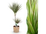 Dracaena Marginata Bicolor – 90-100 Cm – 21 Cm Con Cesto – Dracaena Facile Da Curare – Fogliame Bicolore Verde-Marrone – Pianta D'appartamento Decorativa Per Soggiorni E Uffici