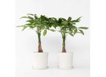 Castagno Della Fortuna – 2 Piante – Pachira Aquatica – Altezza 60–70 Cm – Ø 17 Cm – Pianta Da Interno Intrecciata E Albero Dei Soldi – Pianta Feng Shui Di Facile Manutenzione Per Soggiorno E Ufficio