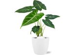 Alocasia Frydek - Foglie Di Freccia - Pianta D'appartamento Ø12Cm ↕35Cm - Fogliame Esotico - Con Vaso Bruxelles Bianco Ø13,5X12,5Cm - Facile Da Curare E Decorativa
