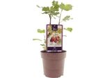 Ficus Brown Turkey - Albero Di Fico - Ø15Cm - ↕40Cm - Pianta D'appartamento Tropicale Con Foglie Grandi E Lucide - Facile Da Curare E Decorativa - Per Interni E Ambienti Esterni Caldi