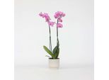 Orchidea Farfalla Phalaenopsis – Viola – Altezza 50–60 Cm – Ø 12 Cm – Elegante Pianta Da Appartamento Con 2 Germogli Fioriti – Orchidea Longeva E Facile Da Curare Per La Casa, L'ufficio E Come Idea Regalo