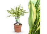 Dracaena Fragrans Diamond Dream – Dracaena – 17 Cm – Altezza 50–55 Cm – Pianta Da Appartamento Facile Da Curare Con Foglie Colorate, Ideale Per Soggiorni E Uffici
