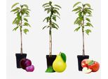 Alberi Da Frutto – 3 Piante – Melo E Pero – Altezza 60–70 Cm – 2 Varietà Di Mela E 1 Pero – Alberi Da Frutto Compatti Per Giardino, Terrazza E Balcone – Resistenti Al Freddo E A Maturazione Precoce