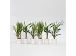 Mix Di Palme Da Interno – 6 Piante – Mix Di Palme Da Interno – Altezza 50-70 Cm – Ø 14 Cm – Mix Di Piante Tropicali Da Interno Con Phoenix, Washingtonia E Yucca – Piante Purificatrici Dell'aria Per Soggiorno E Ufficio