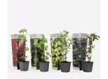 Piante Di Bacche – 4 Piante Rubus, Rubrum, Uva, Fructosus – Mix Di Ribes, More E Uva Spina – Piante Da Frutto Per Giardino E Balcone – Facili Da Curare E Resistenti Al Freddo – Altezza 25–40 Cm – Ø 9 Cm