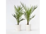 Palma Da Dattero Delle Canarie – 2 Piante – Phoenix Canariensis – Altezza 50–60 Cm – Ø 15 Cm – Palma Mediterranea Da Giardino E Terrazzo – Facile Da Curare E Moderatamente Resistente Al Freddo – Per Sole E Coltivazione In Vaso