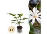 Magnolia Stellata – 3 Piante – 12 Cm – Altezza Circa 30 Cm – Arbusto Ornamentale Deciduo Con Fiori Bianchi A Forma Di Stella Per Aiuole, Balconi E Terrazze – Facile Da Curare E A Fioritura Precoce