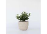 Olivo – Olea Europaea – Altezza 30–40 Cm – Ø 21 Cm – Olivo Vero In Stile Bonsai – Pianta Mediterranea Sempreverde Per Giardino, Terrazza E Balcone