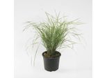 Calamagrostis Acutiflora 'Overdam' – Erba Ornamentale Con Spighe Color Crema – Canna Da Giardino Variegata, Resistente Al Freddo E Facile Da Curare – Ideale Per Aiuole, Vasi E Bordure Di Prato – Altezza 20-30 Cm – Ø 23 Cm