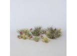 Piante Aeree Tillandsia – 24 Piante – Tillandsia Mix – Altezza 5–15 Cm – ⌀5 Cm – Piante Da Appartamento Facili Da Curare E Senza Terra – Bromelia Esotica Per Decorazioni Creative, Terrari E Interni