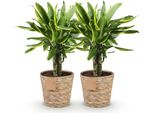 Dracaena Fragrans Golden Coast – Due Alberi Del Drago Facili Da Curare In Un Cesto Decorativo – 17 Cm – Altezza 50-55 Cm – Piante Da Appartamento Colorate Per Interni – Piante Ornamentali Con Foglie Verde-Gialle