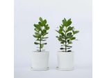 Clusia Balsamapfel – 2 Piante – Clusia Rosea ‘Princess’ – Altezza 50–60 Cm – Ø 17 Cm – Piante Da Appartamento Che Purificano L'aria Con Grandi Foglie Lucide – Piante Verdi Tropicali Per Soggiorno E Ufficio