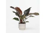 Philodendron Baumfreund – Philodendron 'Imperial Red' – Altezza 50 Cm – Ø 19 Cm – Pianta Tropicale Da Interno Con Foglie Rosse – Facile Da Curare E Resistente – Decorazione Purificatrice Dell'aria Per La Casa E L'ufficio