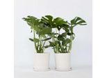 Monstera – 2 Piante – Monstera Deliciosa – Altezza 70–80 Cm – Ø 21 Cm – Pianta Da Appartamento Che Purifica L'aria Con Grandi Foglie Traforate – Pianta Tropicale Di Facile Manutenzione Per Soggiorno E Ufficio