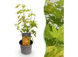 Acero Acer Palmatum Orange Dream – 12 Cm – Altezza Circa 35 Cm – Fogliame Giallo-Arancio E Colori Autunnali Spettacolari – Arbusto Ornamentale Deciduo Di Facile Manutenzione