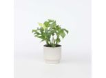 Monstera Foglia Finestra – Rhaphidophora Tetrasperma – Monstera Minima Con Foglie Decorative – Pianta Da Appartamento Che Purifica L'aria Per Casa E Ufficio – Facile Da Curare E A Crescita Rapida – Altezza 20-30 Cm – Ø 12 Cm