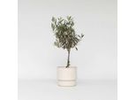 Olivo – Olea Europaea – Altezza 60–70 Cm – Ø 17 Cm – Autentico Olivo Mediterraneo – Pianta Da Vaso Sempreverde Con Fogliame Argenteo – Pianta Ornamentale Resistente Al Freddo Per Giardini, Terrazze E Balconi