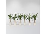Yucca Palma – 6 Piante – Yucca Elephantipes – Altezza 50–60 Cm – Piante Da Appartamento Facili Da Curare Con Fusto Robusto – Piante Tropicali, Robuste E Verdi Per Luoghi Luminosi