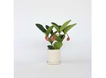 Rosenmedinilla – Medinilla Magnifica 'Lambada' – Altezza 40–50 Cm – Pianta Da Appartamento Esotica Con Grappoli Di Fiori Rosa – Pianta Tropicale Da Fiore – Facile Da Curare E Decorativa