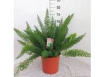Asparagus Fern - Asparagus Densiflorus 'Meyeri' - Pianta D'appartamento - Depurativa Dell'aria - Ø27Cm - ↕60Cm - Facile Da Curare E Decorare - Ideale Per L'ombra Parziale