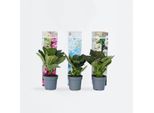 Ortensia Hydrangea – 3 Piante – Hydrangea Macrophylla – Altezza 25–40 Cm – Ø 9 Cm – Ortensia A Piatto Dai Colori Vivaci Con Grandi Infiorescenze A Grappolo – Resistente Al Freddo E Facile Da Curare – Per Giardini, Aiuole E Vasi