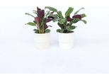 Ctenanthe Marante – 2 Piante Ctenanthe 'Burle-Marxii' – Pianta Tropicale Da Interno Con Foglie Striate E Parte Inferiore Viola – Non Tossica E Facile Da Curare – Per Soggiorno E Ufficio – Altezza 25-40 Cm – Ø 12 Cm