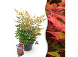 Bambù Sacro Nandina Gulfstream – 17 Cm Di Altezza, Circa 45 Cm – Sempreverde E Cangiante – Fogliame Arancione – Arbusto Ornamentale Decorativo Di Facile Manutenzione