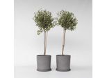 Olivo – 2 Piante – Olea Europaea – Altezza 80–90 Cm – Ø 19 Cm – Vero Olivo Mediterraneo – Pianta Sempreverde E Resistente All'inverno Per Giardino, Terrazza E Balcone