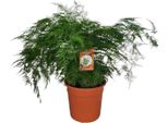 Asparagus Fern - Asparagus Setaceus - Pianta D'appartamento - Ø27Cm - ↕70Cm - Facile Da Curare E Decorativa - Purificante Dell'aria