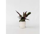Calathea Korbmarante – Goeppertia Insignis – Altezza 30–40 Cm – Ø 12 Cm – Pianta Da Appartamento Purificatrice Dell'aria E Non Tossica – Pianta Tropicale Della Giungla Con Foglie Mobili Per Luoghi Ombreggiati