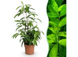 Dracaena Surculosa – Albero Del Sangue Di Drago – 17 Cm – Altezza 60–70 Cm – Pianta Da Appartamento Verde Facile Da Curare Con Foglie Eleganti, Ideale Per Soggiorni E Uffici