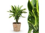 Dracaena Fragrans Golden Coast – 50-55 Cm – 17 Cm Con Cesto – Dracaena Facile Da Curare Con Fogliame Verde Dorato – Pianta D'appartamento Decorativa Per Soggiorno, Ufficio E Camera Da Letto