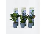 Ortensia Hydrangea – 3 Piante – Hydrangea Macrophylla Teller 'Nizza' – Altezza 25–40 Cm – Ø 9 Cm – Ortensia Blu A Foglia Larga Con Grandi Infiorescenze – Resistente Al Freddo E Facile Da Curare – Per Giardini, Aiuole E Vasi