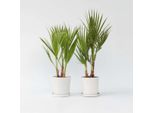 Palma Messicana – 2 Piante – Washingtonia Robusta – Altezza 50–60 Cm – Ø 15 Cm – Palma A Crescita Rapida Per Terrazze, Giardini E Interni – Pianta Verde Esotica Per Luoghi Soleggiati