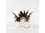 Calathea Insignis – 2 Piante – Goeppertia Insignis Calathea Insignis – Altezza 30-40 Cm – Ø 12 Cm – Pianta Da Appartamento Non Tossica E Purificatrice Dell'aria – Pianta Tropicale Della Giungla Con Foglie Mobili