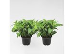 Ortensia Hydrangea – 2 Piante Hydrangea Serrata 'Summerglow' – Ortensia Da Giardino Resistente Al Freddo Con Fiori Blu O Rosa – Per Aiuole, Balconi E Vasi – Altezza 25–40 Cm – Ø 19 Cm