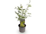 Acero Acer Palmatum Emerald Lace – 12 Cm Di Altezza, Circa 35 Cm – Fogliame Verde Finemente Pennato Ed Elegante Struttura – Deciduo E Facile Da Curare