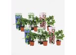 Ortensia - 6 Piante - Hydrangea Macrophylla - Altezza 25-40 Cm - Piante Ornamentali In Vaso Ø9 Cm - Fiori Colorati In Blu, Rosa E Bianco - Resistente Al Freddo E Facile Da Curare - Per Giardino, Terrazza E Balcone