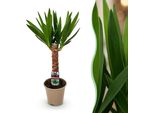 Yucca Elephantipes – 55 Cm – 14 Cm – Yucca Facile Da Curare Con Foglie Lunghe E Strette – Pianta Da Appartamento Robusta E Purificatrice Dell'aria Per Ambienti Moderni