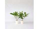 Palma Delle Hawaii – 2 Piante – Plumeria Rubra – Altezza 45-55 Cm – Ø 17 Cm – Pianta Tropicale Profumata Con Fiori Esotici – Per Luoghi Soleggiati – Ideale Per Balconi, Terrazze E Giardini D'inverno