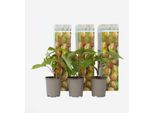 Pianta Di Kiwi – 3 Piante – Actinidia Deliciosa 'Jenny' – Altezza 20–40 Cm – Ø 9 Cm – Pianta Di Kiwi Autoimpollinante – Resistente Al Freddo E Produttiva – Con Fiori Profumati E Frutti Dolci