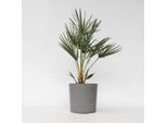 Palma Nana – Chamaerops Humilis – Palma Europea A Ventaglio – Palma Resistente Al Freddo Per Giardini, Terrazze E Balconi – Facile Da Curare E Robusta – Adatta Per Esterni E Interni – Altezza 70–80 Cm – Ø 21 Cm