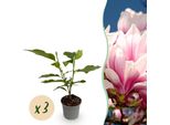 Magnolia Soulangeana – 3 Piante – 12 Cm – Altezza Circa 30 Cm – Magnolia Deciduo Con Grandi Fiori Rosa-Bianchi Primaverili Per Aiuole, Balconi E Terrazze