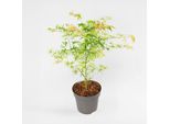Acero Giapponese – Acer Palmatum 'Ukigumo' – Acero Ornamentale Con Foglie Di Colore Verde-Bianco-Rosa – Albero Da Giardino Compatto Per Vaso E Aiuola – Elegante Colorazione Autunnale – Facile Da Curare E A Crescita Lenta – Altezza 50-60 Cm – Ø 19 Cm