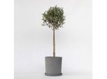 Olivo – Olea Europaea – Altezza 90–100 Cm – Ø 21 Cm – Autentico Olivo Mediterraneo – Pianta Da Vaso Sempreverde Con Fogliame Argenteo – Pianta Ornamentale Resistente Al Freddo Per Giardini, Terrazze E Balconi