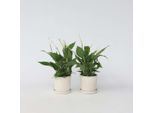 Giglio Della Pace – 2 Piante – Spathiphyllum Torelli – Altezza 30–45 Cm – Ø 12 Cm – Pianta Da Appartamento Che Purifica L'aria Con Fiori Bianchi – Facile Da Curare – Per Casa, Camera Da Letto E Ufficio