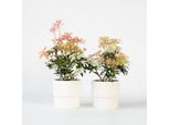 Campanule Ombrose – 2 Piante – Pieris 'Forest Flame' – Altezza 25-40 Cm – Ø 17 Cm – Arbusto Ornamentale Sempreverde Con Foglie Rosse E Grappoli Di Fiori Bianchi – Resistente Al Freddo – Per Giardino, Terrazza E Aiuola
