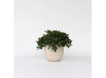 Klebsame – Pittosporum Tobira 'Nanum' – Altezza 30–40 Cm – Ø 19 Cm – Arbusto Ornamentale Sempreverde E Profumato Con Fiori Bianchi – Pianta Mediterranea Da Vaso Per Giardino E Terrazza