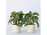 Pianta Zebra – 4 Piante – Aphelandra Squarrosa ‘Botanica’ – Altezza 25–45 Cm – Ø 13 Cm – Piante Tropicali Da Appartamento Con Foglie Striate E Fiori Gialli – Esotiche E Facili Da Curare